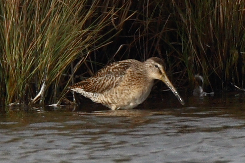 Short-billed Dowitcher