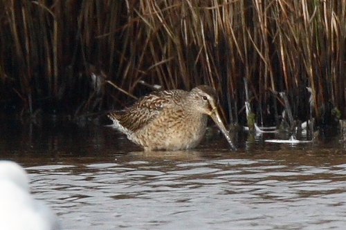 Short-billed Dowitcher