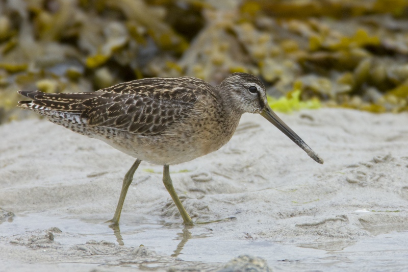 Short-billed Dowitcher