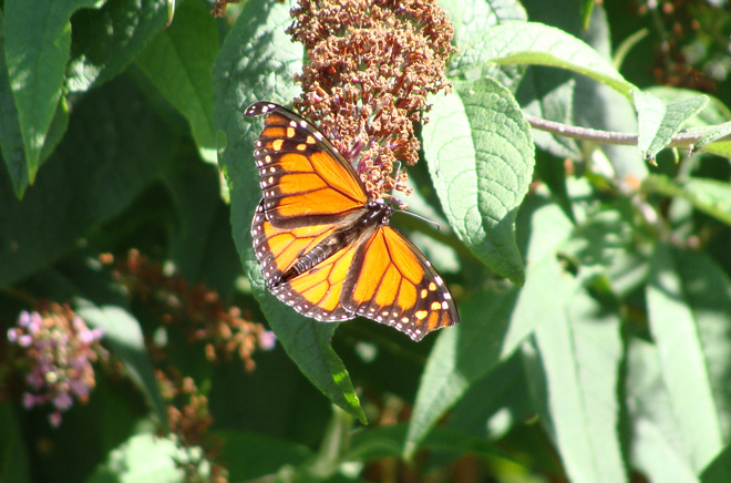 Monarch butterfly