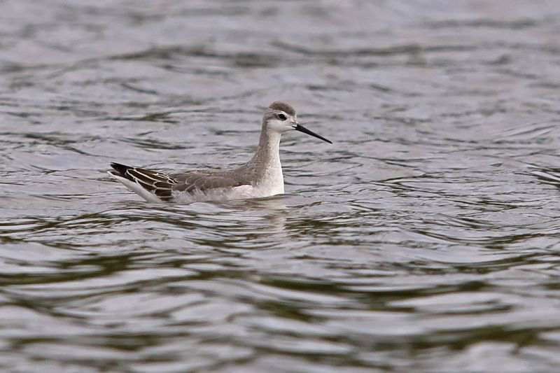 Wilson's Phalarope