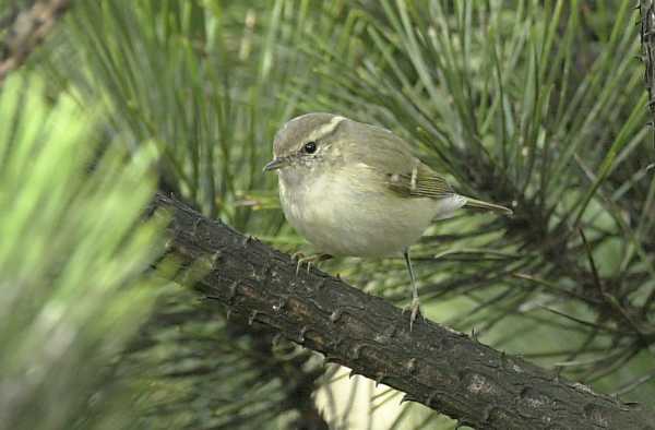 Hume's Yellow-browed Warbler