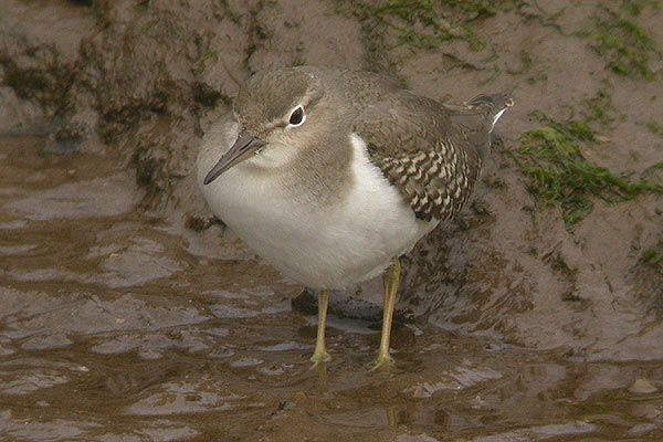 Spotted Sandpiper