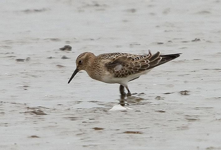Baird's Sandpiper
