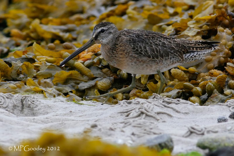 Short-billed Dowitcher