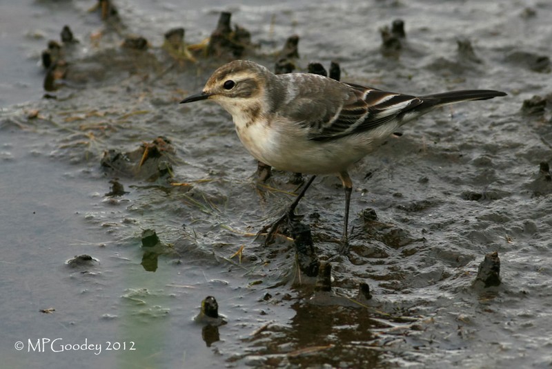 Citrine Wagtail