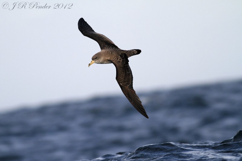 Cory's Shearwater