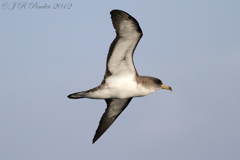 Cory's Shearwater