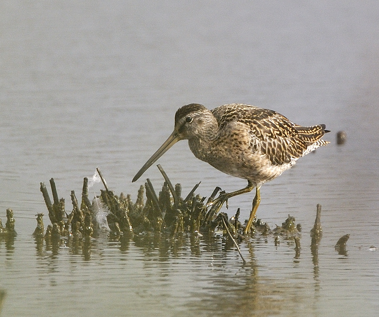Short-billed Dowitcher