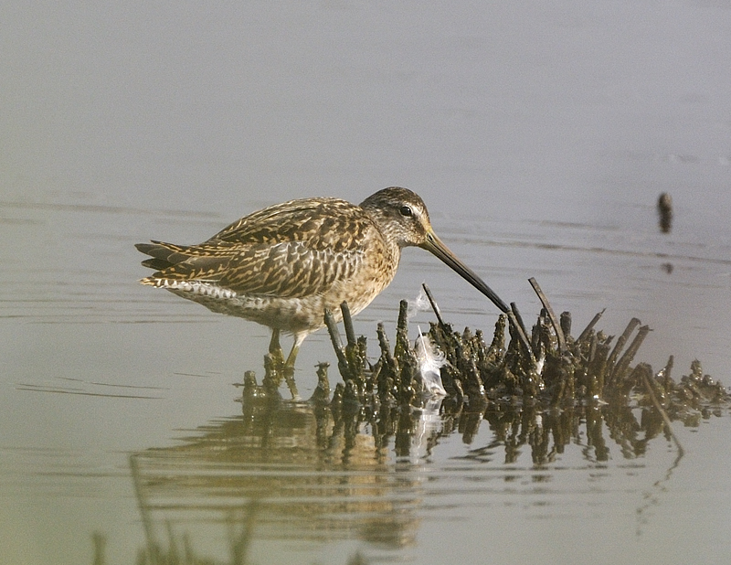 Short-billed Dowitcher