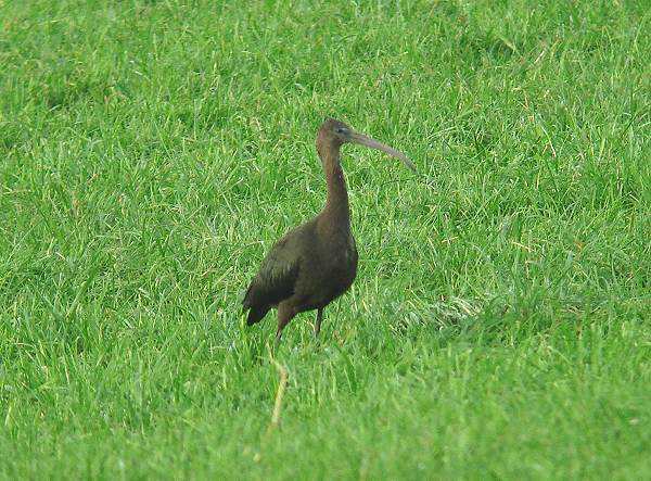 Glossy Ibis