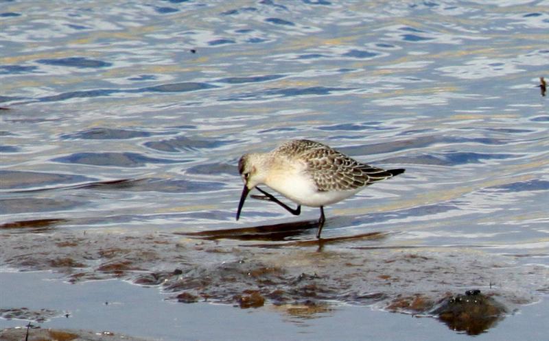 Curlew Sandpiper