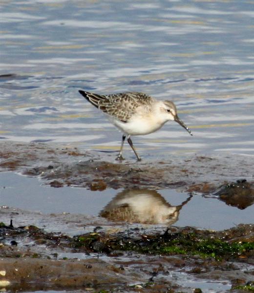 Curlew Sandpiper