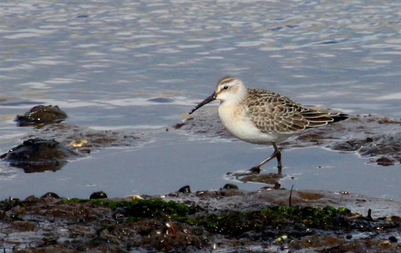 Curlew Sandpiper