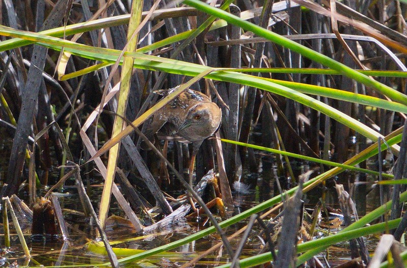 Baillon's Crake