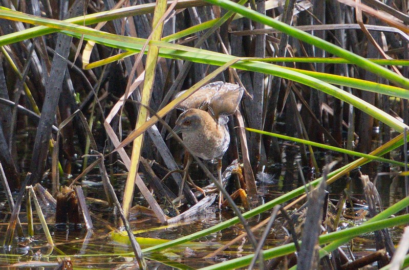 Baillon's Crake