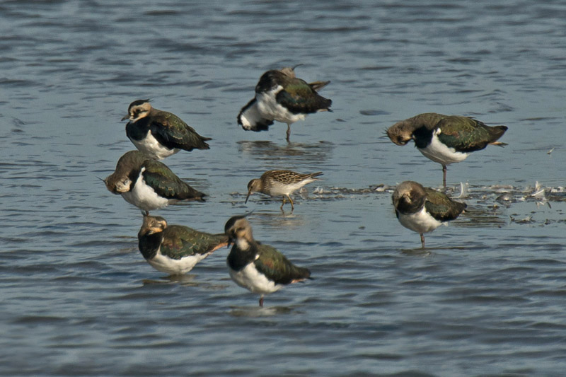 Pectoral Sandpiper