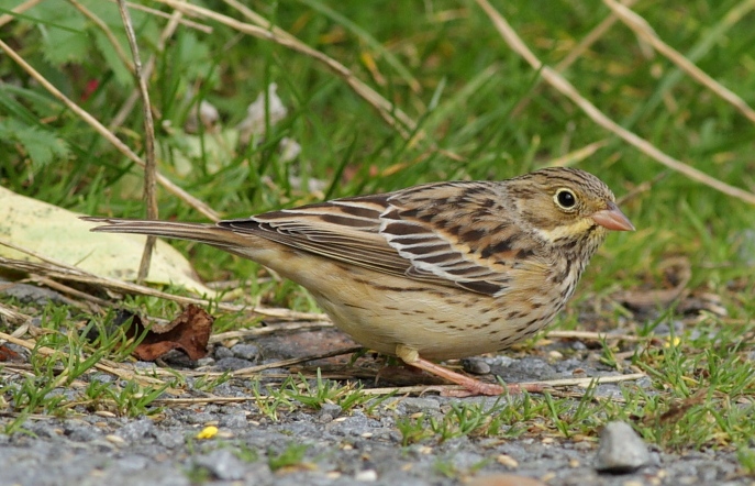 Ortolan Bunting