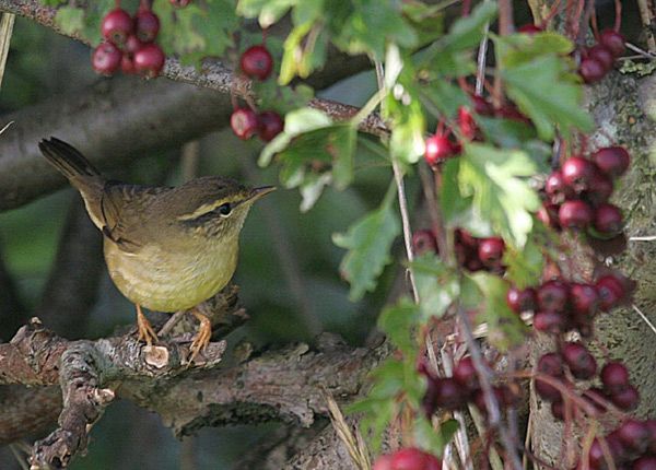 Radde's Warbler
