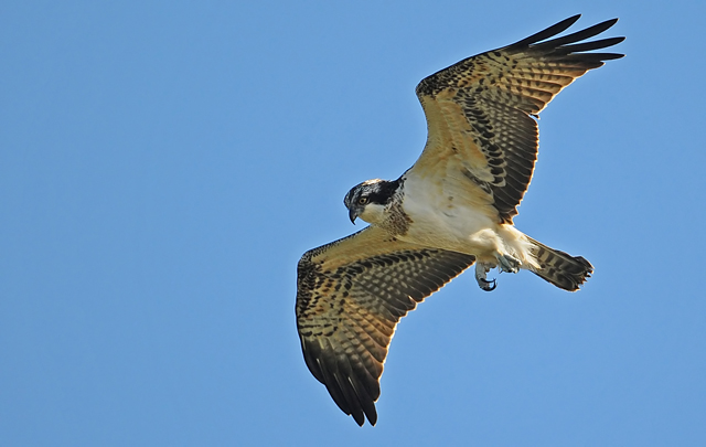 Osprey