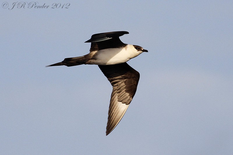 Arctic Skua