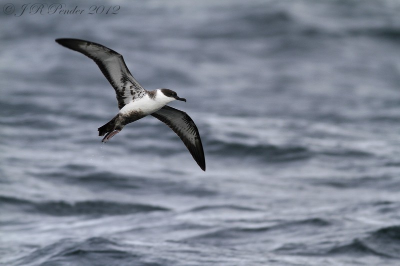 Great Shearwater