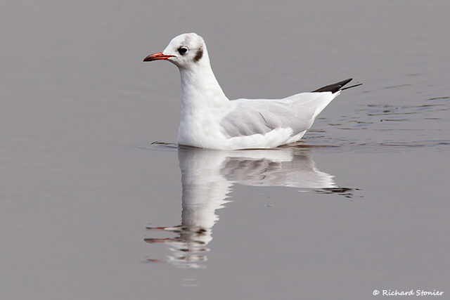 Black-headed Gull