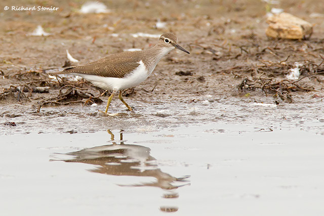 Common Sandpiper
