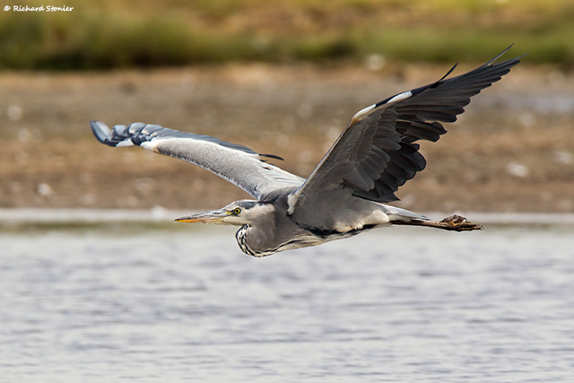 Grey Heron