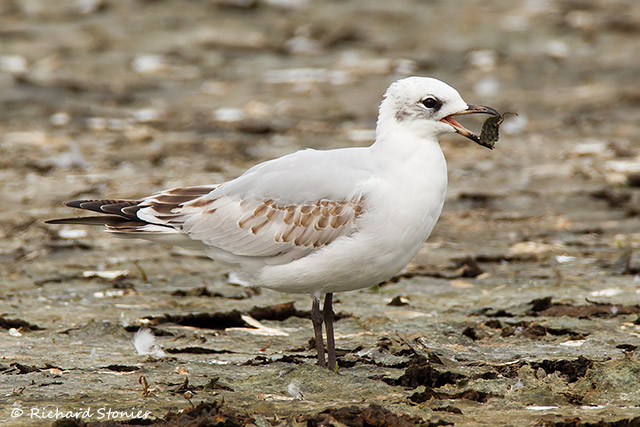 Mediterranean Gull