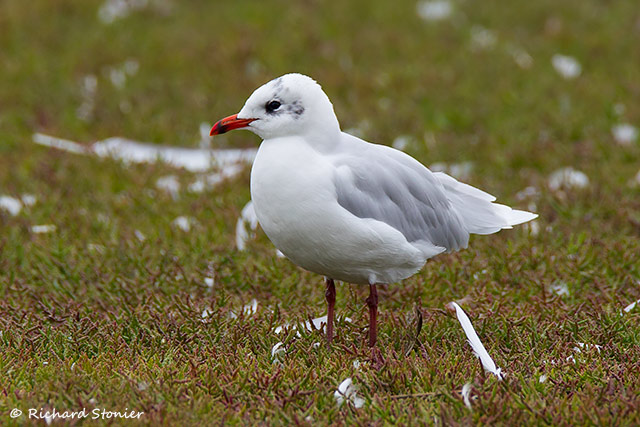 Mediterranean Gull