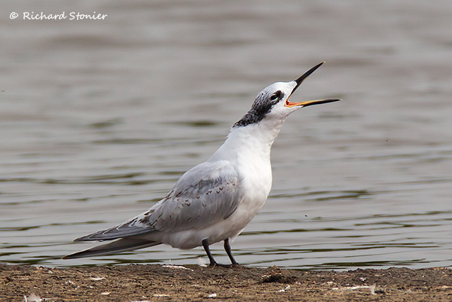 Sandwich Tern