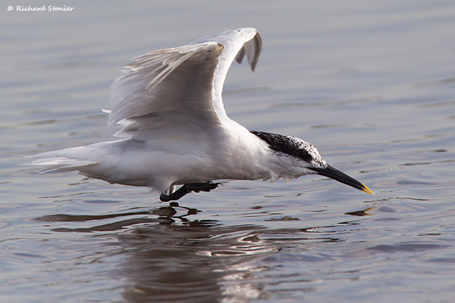 Sandwich Tern