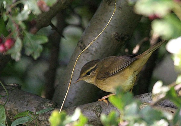 Radde's Warbler