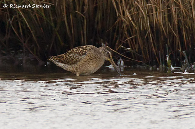 Short-billed Dowitcher
