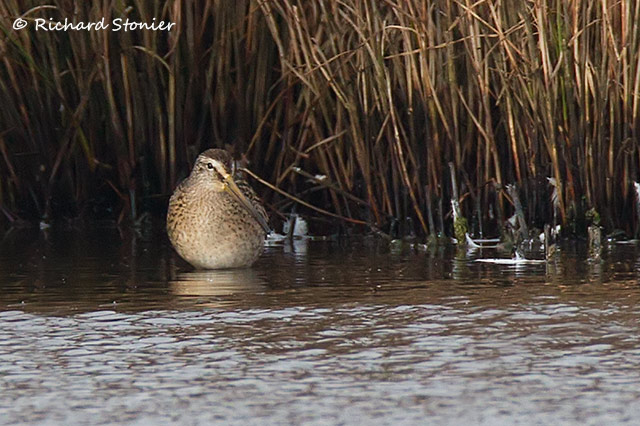 Short-billed Dowitcher