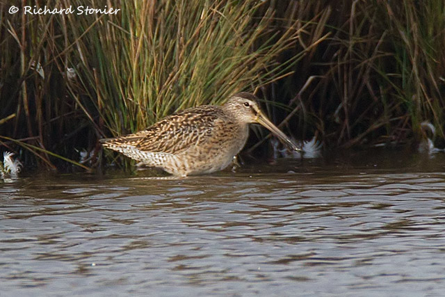 Short-billed Dowitcher