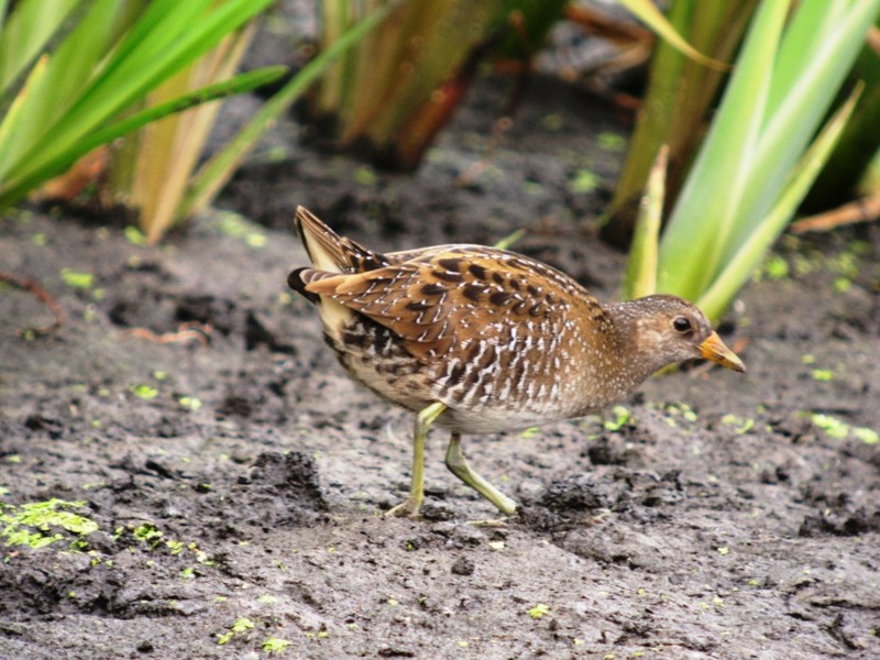 Spotted Crake
