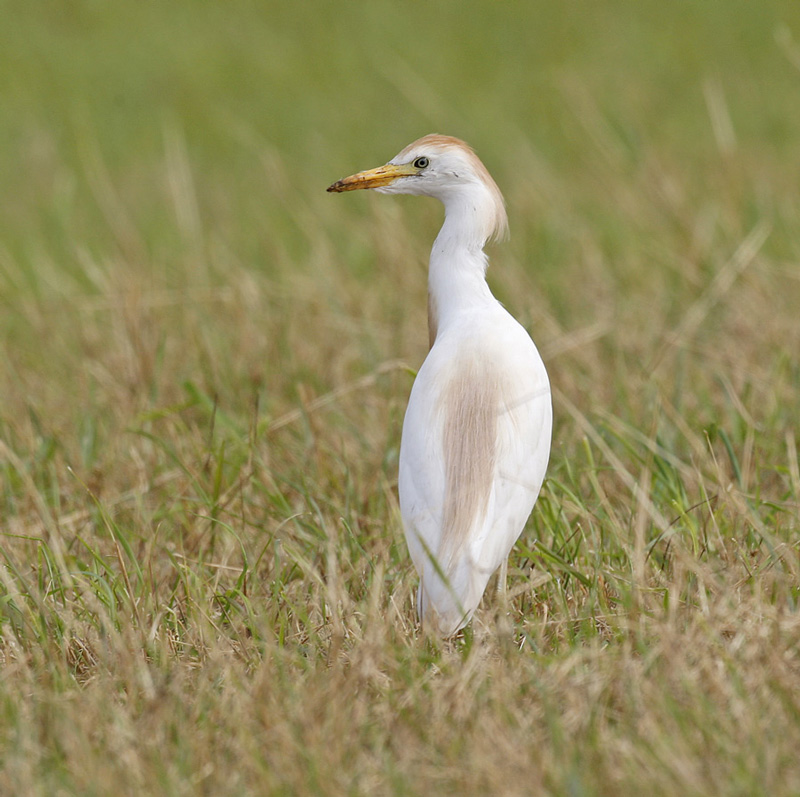 Cattle Egret