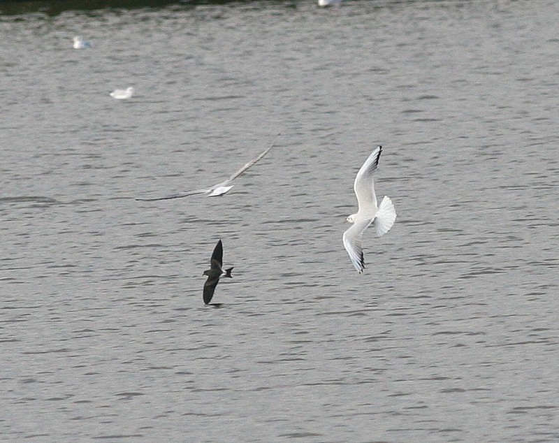 Leach's Petrel