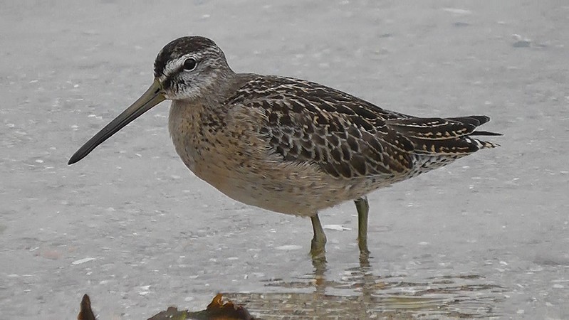 Short-billed Dowitcher