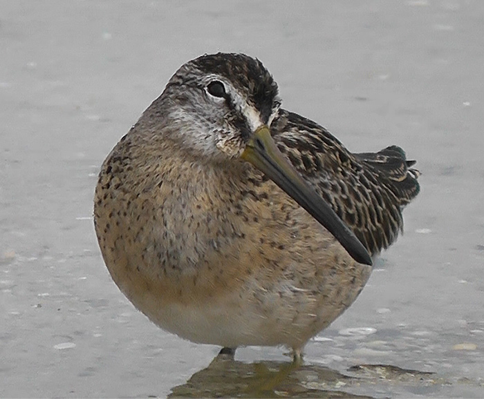 Short-billed Dowitcher