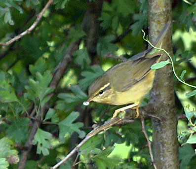 Radde's Warbler