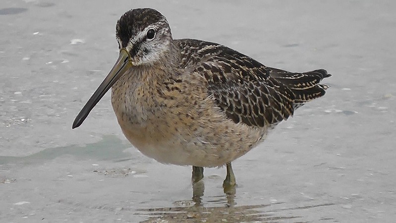 Short-billed Dowitcher