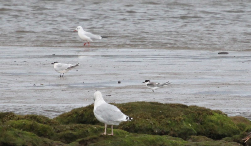 Black Tern