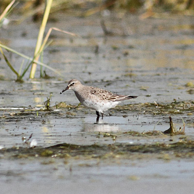 White-rumped Sandpiper