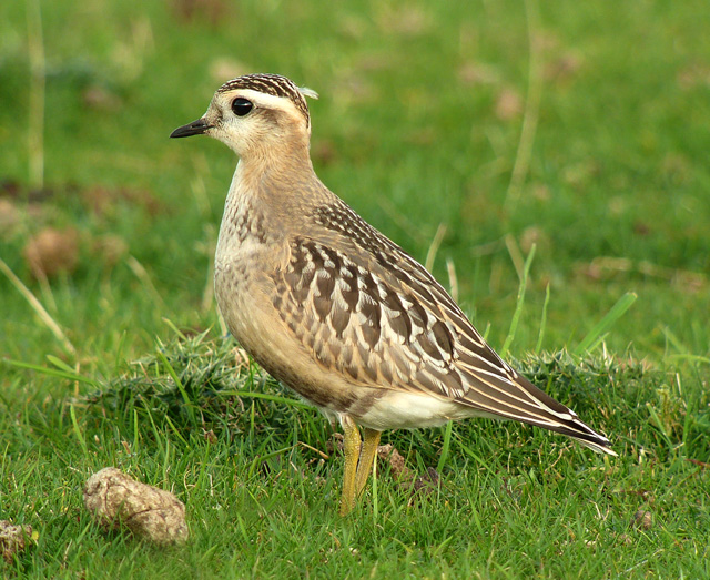 Dotterel