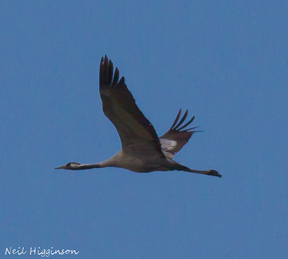 Common Crane