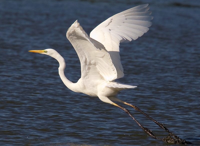 Great White Egret