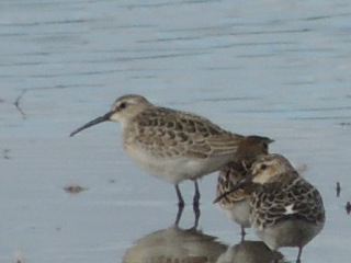 Curlew Sandpiper